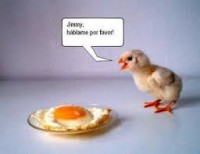 /album/losmejoresvideos-webnode-net/pollo-fito-jpg/